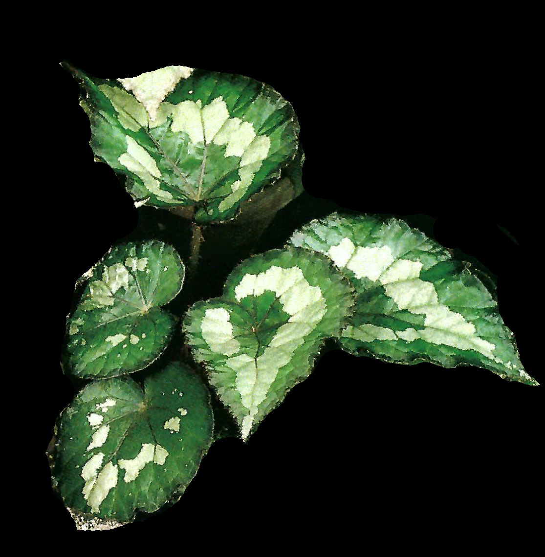 B. ‘Ginjanome’